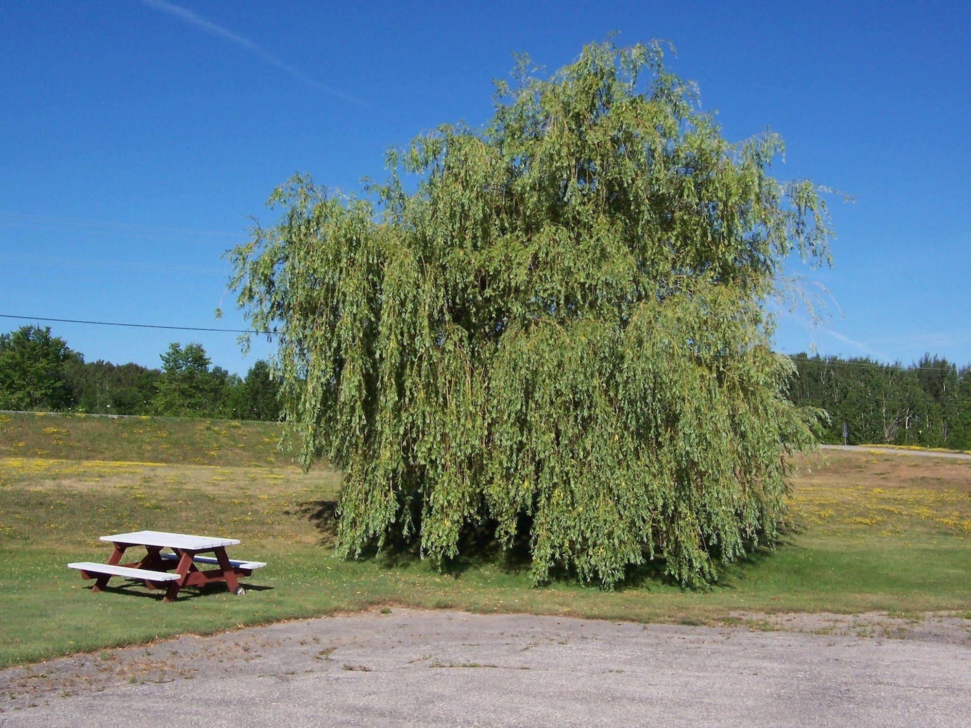 Wayside Motel Manitoulin Manitowaning 外观 照片